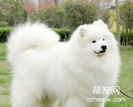 宠物主人训练狗狗之前应掌握的知识