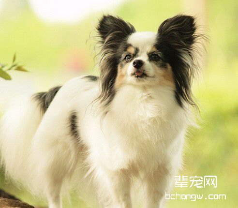 红泰迪犬的训练方针