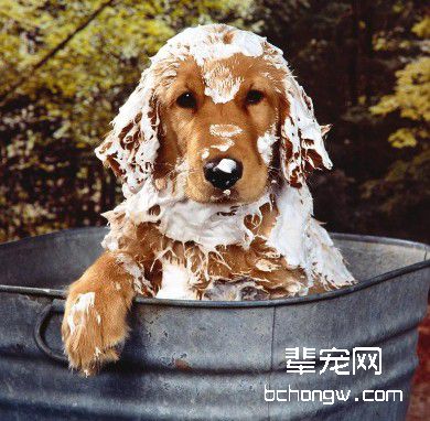 怎样制止犬到处添人的恶习?