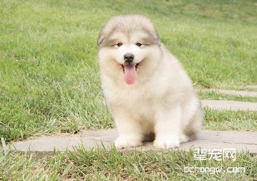 刚到家的狗狗半夜狂叫怎么办?