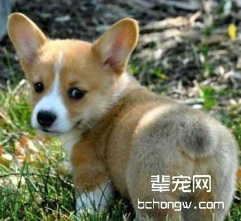 训练狗狗的方法