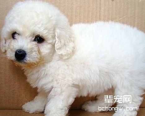 驯服狗狗之前应了解狗狗性格