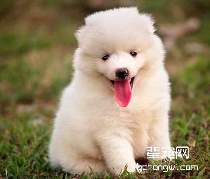 如何驯服好狗狗吃饭乖巧？