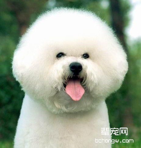 驯服狗狗成打击乐手的技巧