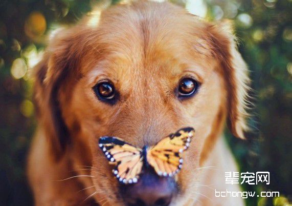 盘点宠物犬的恶习