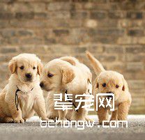 制止狗狗爱刨土的坏毛病