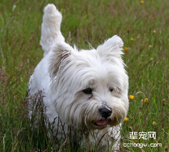 纠正犬乱咬的坏习惯