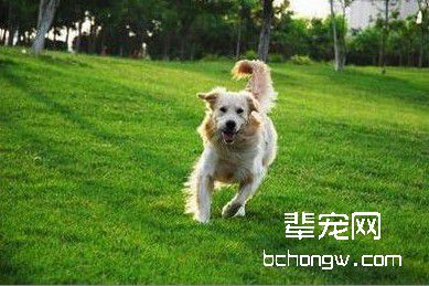怎样驯服调皮的狗狗安静？
