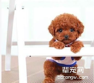 如何改正狗狗乱挖洞的毛病?