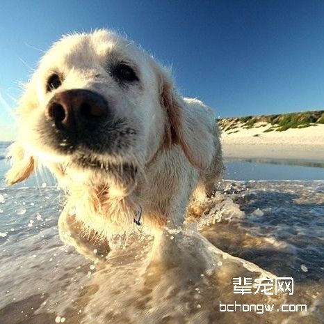 调教狗狗学规矩的技巧