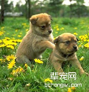 如何制止狗狗挑衅其他狗狗？
