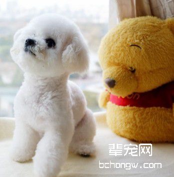 让狗狗学站立难吗?