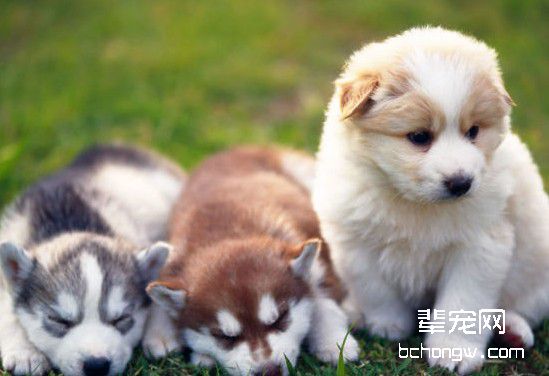 如何让狗狗听从主人的训练?