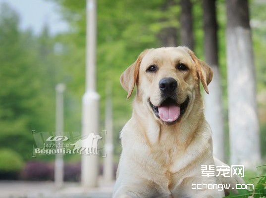 宠物狗的坏习惯如何改正?