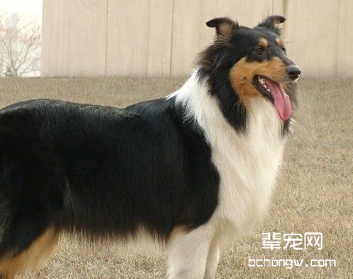 如何培育好优良品种的狗狗?