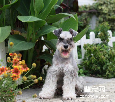 驯服犬学会刁东西的技巧