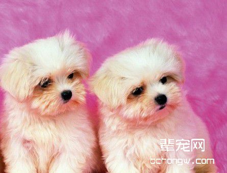 纠正狗狗乱舔人的坏毛病