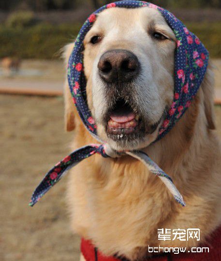 怎样制止狗狗乱跑的坏习惯