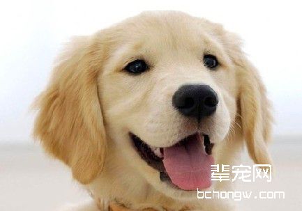 如何训练宠物狗的性格?