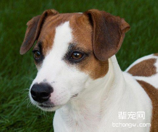训练狗狗学习吃食的技巧