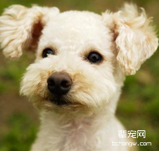 如何驯服犬卧下?