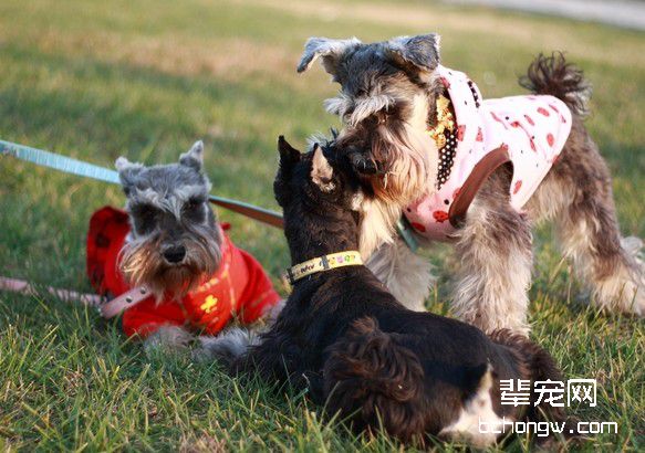 怎样惩罚狗狗更得当?