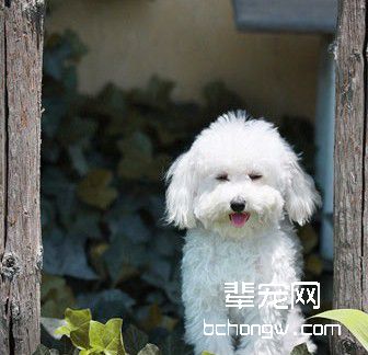 如何训练狗狗学会转弯?