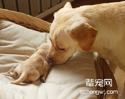 胖狗狗适合什么样的户外运动?
