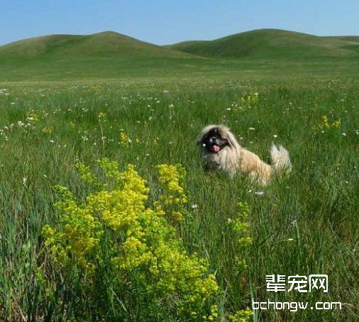 环境和气候对犬的影响