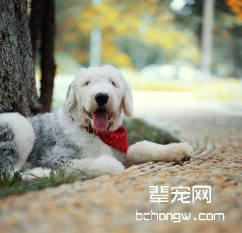 教您迅速纠正犬的挑食