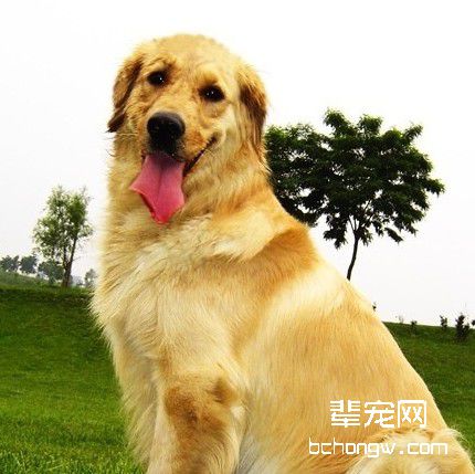 如何制止狗狗破坏东西的恶习