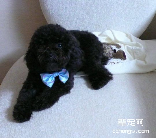 驯服狗狗吃药技巧有哪些?