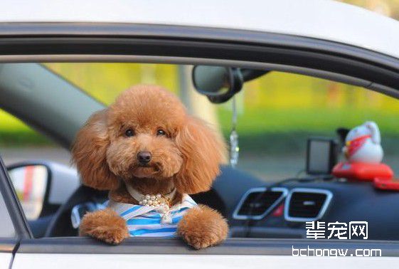 如何训练好幼犬?