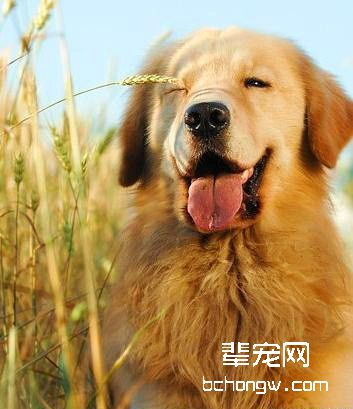 老年人带狗狗出门的注意事项