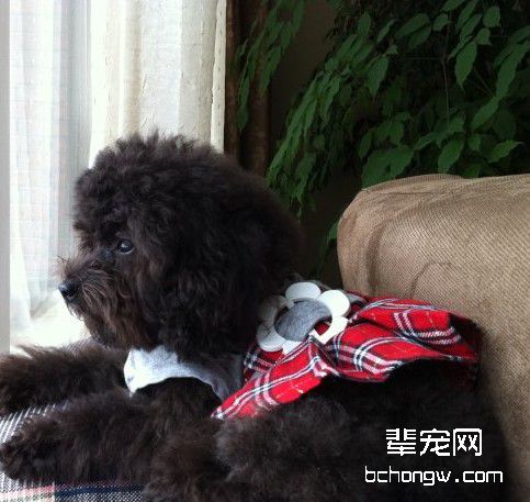 如何训练狗狗搬东西?