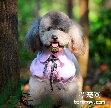驯服犬不吃街上的食物
