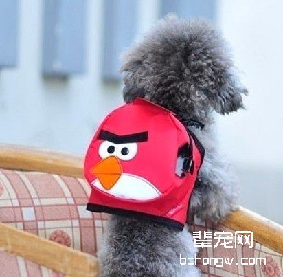 驯服犬应掌握哪些原则?