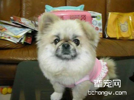 让狗狗成为社交明星的窍门