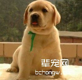 锻炼狗狗自己在家的能力