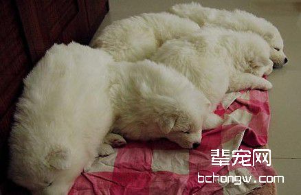 如何训练狗狗定点排便?