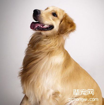 驯服狗狗使用马桶的妙招