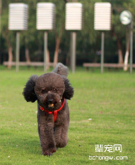 怎样让犬定时吃食?