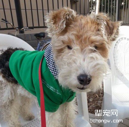正确的训练宠物狗方法