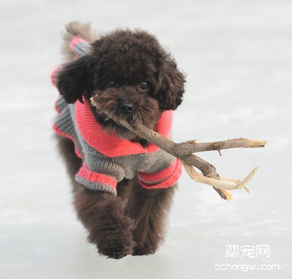 如何驯服胆小的狗狗?