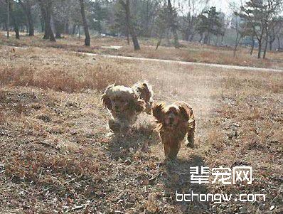 训练狗狗成为您的助手