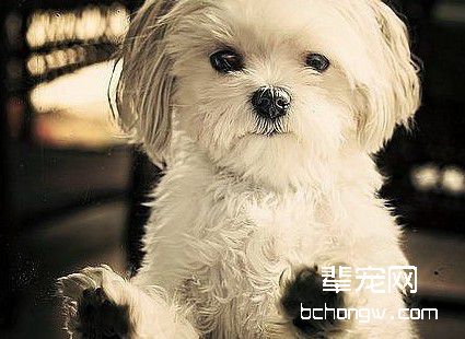 如何改正犬爱吃东西的习惯