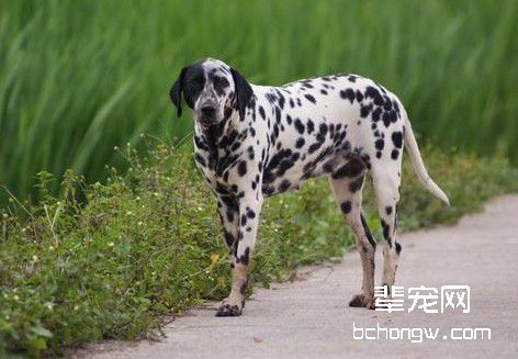 训练狗狗成为你的跟屁虫