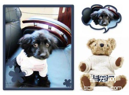 训练狗狗需要挑逗吗?
