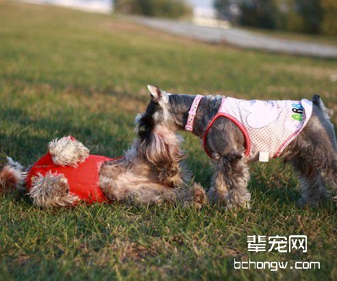 制止犬乱叫的好办法