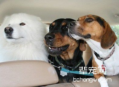 让小犬喜欢上坐车